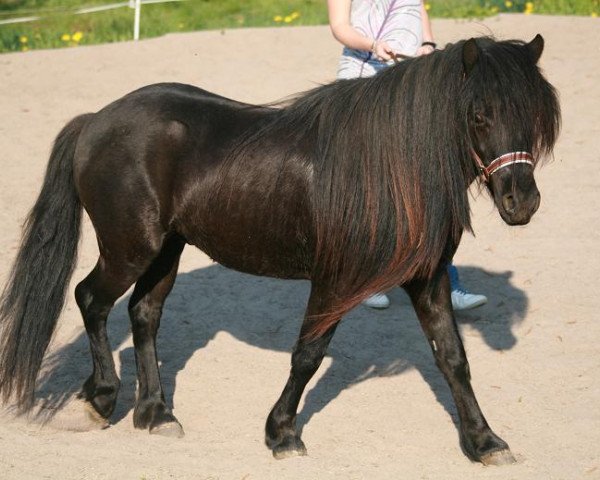 horse Eldur (Dt.Part-bred Shetland pony, 2006, from Erik von dem Langenbach)