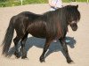 Pferd Eldur (Dt.Part-bred Shetland Pony, 2006, von Erik von dem Langenbach)