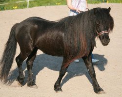 Pferd Eldur (Dt.Part-bred Shetland Pony, 2006, von Erik von dem Langenbach)