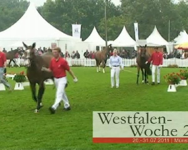 Westfalen-Woche Münster-Handorf
Dienstag, 26. Juli 2011
46. Westfälische Eliteschau für 3j. Reitpferde- und
Kaltblutstuten