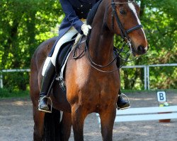 Pferd Prälat (Westfale, 1995, von Pik Labionics)