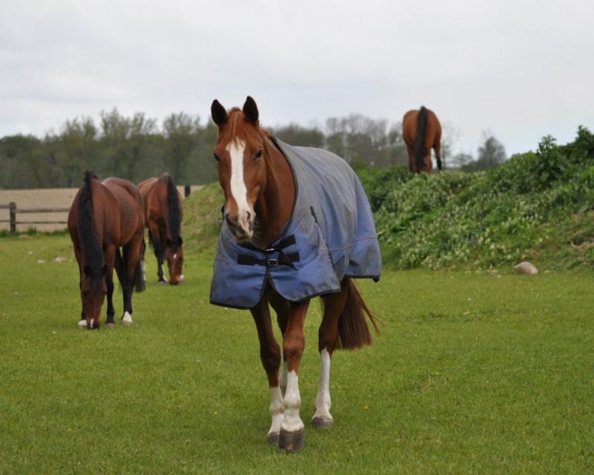 Pferd Harmonie (Hessisches Warmblut, 2000, von Hill Anwar AA)