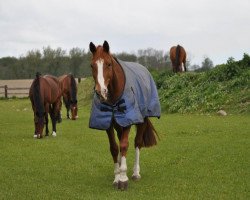 Pferd Harmonie (Hessisches Warmblut, 2000, von Hill Anwar AA)