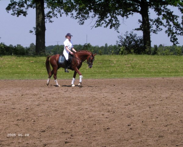 stallion Top Grissue (German Riding Pony, 2002, from Going Top)