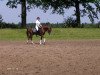 stallion Top Grissue (German Riding Pony, 2002, from Going Top)