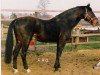 stallion Rowdy (Westphalian, 1972, from Roderich)