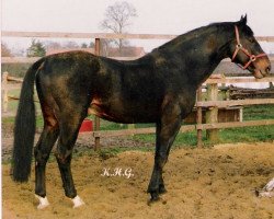 stallion Rowdy (Westphalian, 1972, from Roderich)