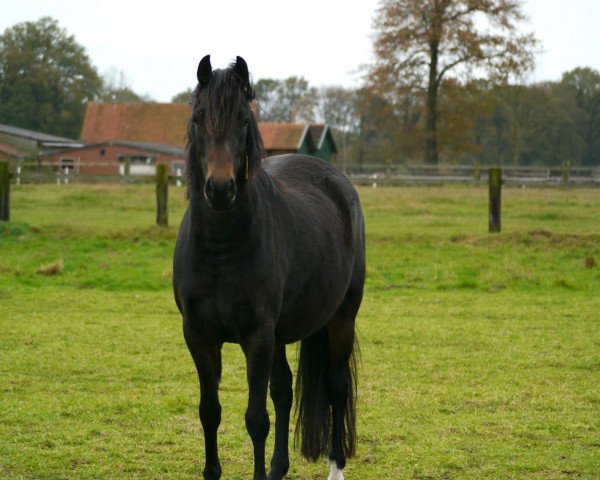 broodmare Beverly MSH (German Riding Pony, 2008, from Top Balino)