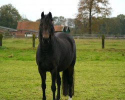 Zuchtstute Beverly MSH (Deutsches Reitpony, 2008, von Top Balino)