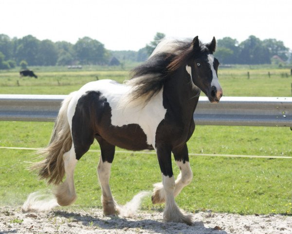 Deckhengst Dango der Highlander (Tinker / Irish Cob / Gypsy Vanner, 2011, von Duncom der Highlander)