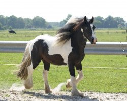 Pferd Dango der Highlander (Tinker / Irish Cob / Gypsy Vanner, 2011, von Duncom der Highlander)