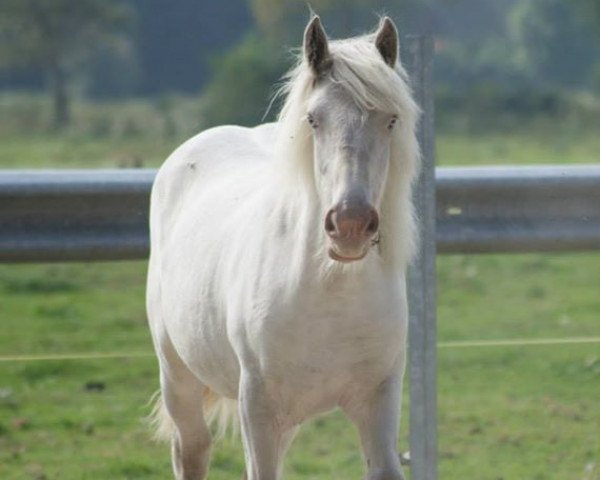 Pferd Crafni Rakli van de Bonte Parels (Tinker / Irish Cob / Gypsy Vanner, 2012, von Muskerro van de Bonte Parels)