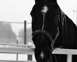 jumper For Pleajaeck Z (Zangersheide riding horse, 2000, from For Pleasure)