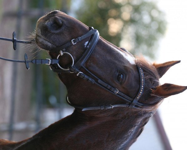 dressage horse Naiti Rouge MSH (Trakehner, 2005, from Herzruf)