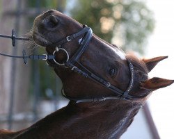 Dressurpferd Naiti Rouge MSH (Trakehner, 2005, von Herzruf)