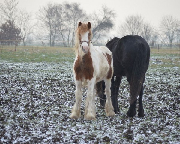 Zuchtstute Evita from the Coloured Horses (Tinker-Mix / Pinto Tinker / Crossbreed, 2013, von Anduril from the Joy of colored Horses)