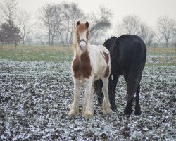 Pferd Evita from the Coloured Horses (Tinker-Mix / Pinto Tinker / Crossbreed, 2013, von Anduril from the Joy of colored Horses)