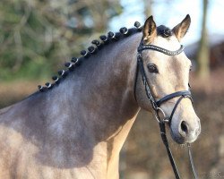 stallion Cullerauge MSH (German Riding Pony, 2009, from FS Champion de Luxe)