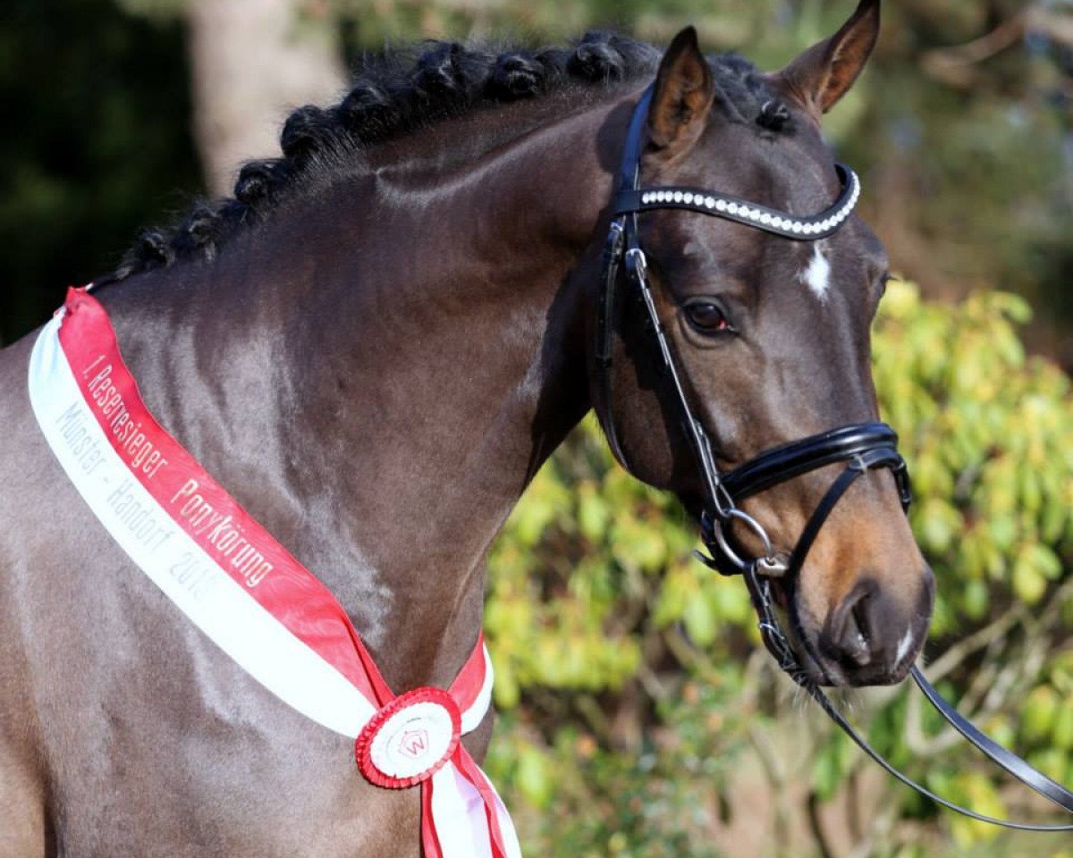 stallion Navignon (German Riding Pony, 2011, from Nemax)