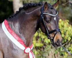 stallion Navignon (German Riding Pony, 2011, from Nemax)