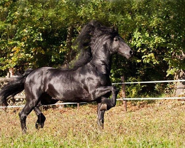 Pferd Gulden vom Wendelstein (Friese, 2002, von Douwe Fan de Kadyk)