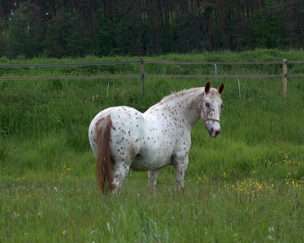 broodmare Ditte af Norvang (Knabstrupper, 1987, from Stjerneprinsen Af Vejrup)