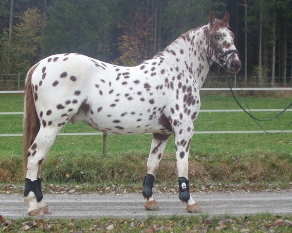 stallion Amigo v.Sperberslohe (Knabstrupper, 2001, from Alexander af Asgard)