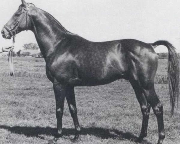 stallion Samun xx (Thoroughbred, 1967, from Espresso xx)