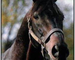 stallion Gem Master xx (Thoroughbred, 1984, from Green Dancer xx)