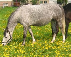 broodmare Sumatra (Saxony-Anhaltiner, 2001, from Sonnenstrahl 3417)