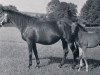 Pferd Nixe xx (Englisches Vollblut, 1941, von Arjaman xx)