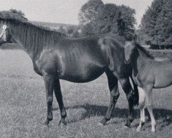 broodmare Nixe xx (Thoroughbred, 1941, from Arjaman xx)