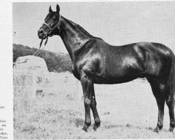 stallion Nostradamus xx (Thoroughbred, 1951, from Ticino xx)