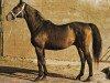 stallion Norbert xx (Thoroughbred, 1967, from Nostradamus xx)