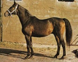 stallion Norbert xx (Thoroughbred, 1967, from Nostradamus xx)