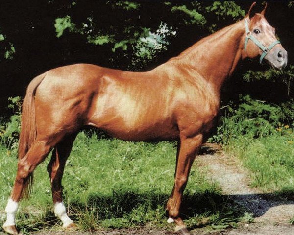 stallion Valát xx (Thoroughbred, 1980, from Norbert xx)