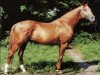 stallion Valát xx (Thoroughbred, 1980, from Norbert xx)