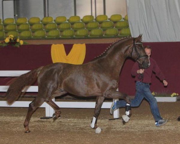 stallion Boegegaardens Santiago (Hanoverian, 2010, from Soliman)