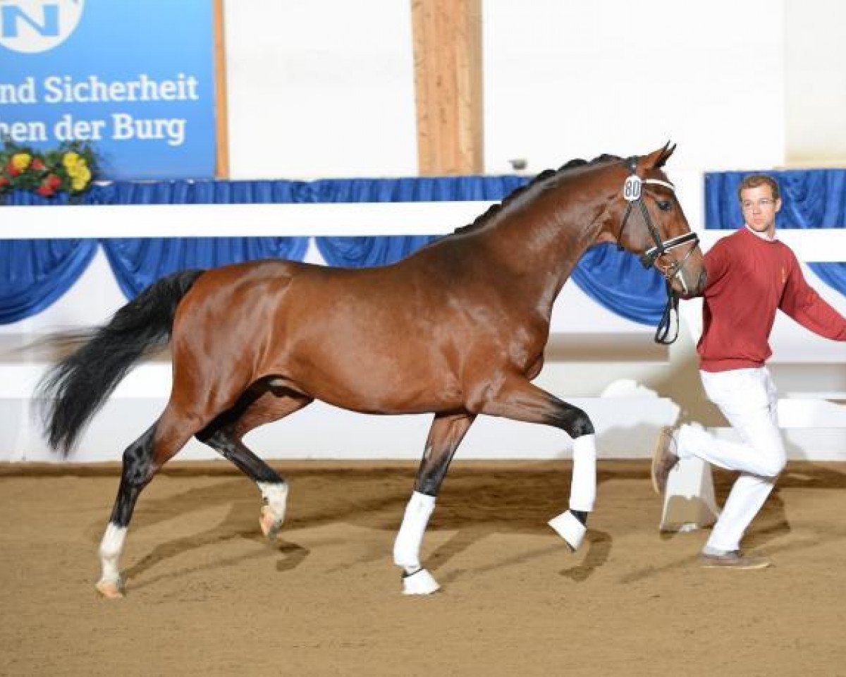 horse Hengst von Sir Schiwago (Bavarian, 2010, from Sir Schiwago)