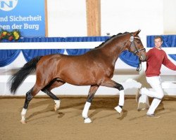 dressage horse Hengst von Sir Schiwago (Bavarian, 2010, from Sir Schiwago)