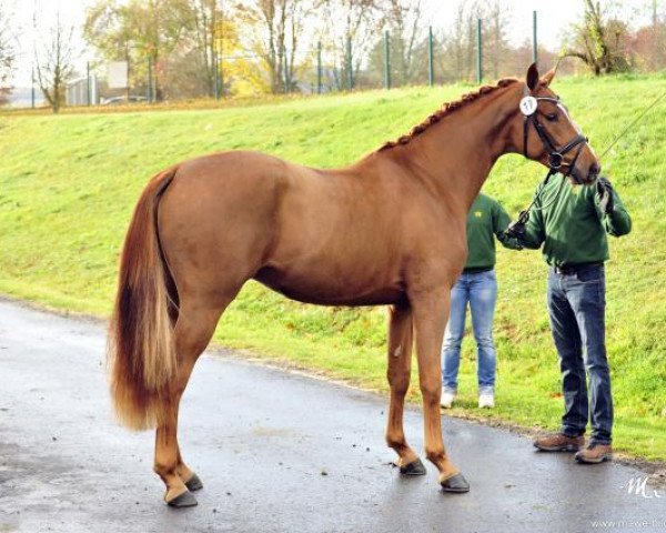 stallion San Mateo (Zweibrücken, 2010, from Sir Schiwago)