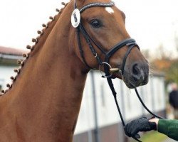 dressage horse Sonnenkönig 10 (Zweibrücken, 2010, from Sir Schiwago)