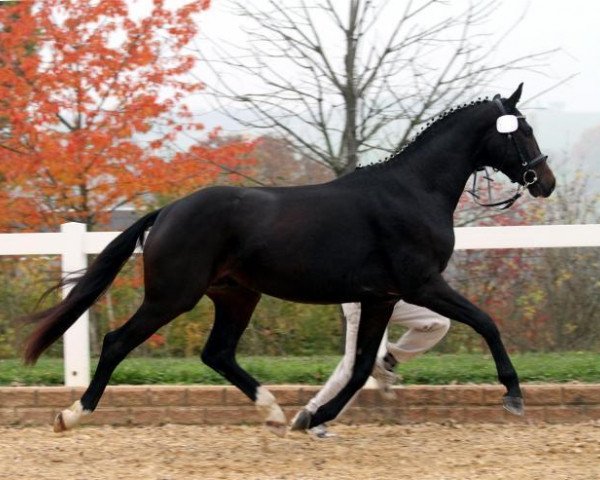 Dressurpferd Sir Salvatore (Deutsches Sportpferd, 2010, von Sir Donnerhall I)