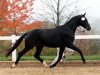 dressage horse Sir Salvatore (German Sport Horse, 2010, from Sir Donnerhall I)