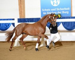 stallion Skywalk (Bavarian, 2010, from Sir Donnerhall I)