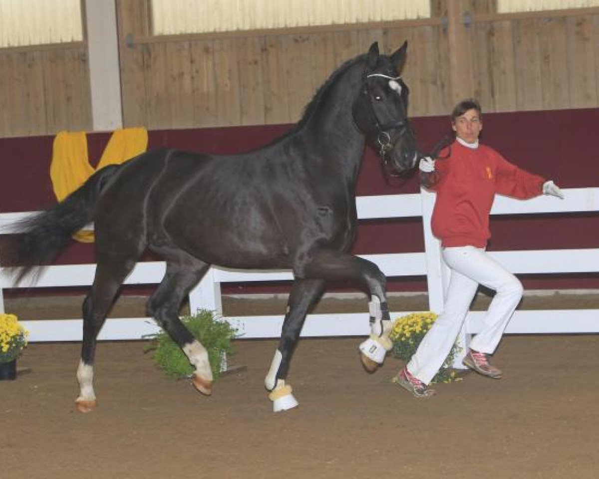 dressage horse Royal Santo (Bavarian, 2010, from Royal Classic I)