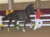 dressage horse Royal Santo (Bavarian, 2010, from Royal Classic I)