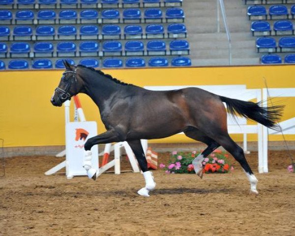 dressage horse Qui Champ (Brandenburg, 2010, from Quaterback)