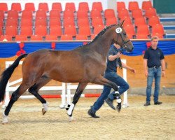 dressage horse Quaterdance (German Sport Horse, 2010, from Quaterback)