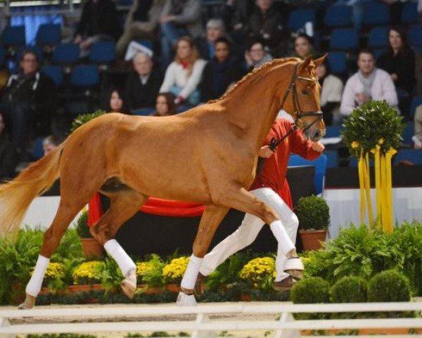 dressage horse Ligety 2 (Württemberger, 2010, from Lord Loxley I)